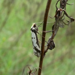 Philobota lysizona (A concealer moth) at QPRC LGA - 23 Oct 2022 by Wandiyali
