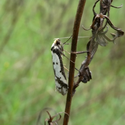 Philobota lysizona (A concealer moth) at Googong, NSW - 23 Oct 2022 by Wandiyali