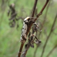 Philobota lysizona at Googong, NSW - 24 Oct 2022