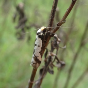 Philobota lysizona at Googong, NSW - 24 Oct 2022