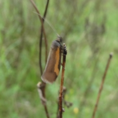 Philobota chrysopotama (A concealer moth) at Googong, NSW - 23 Oct 2022 by Wandiyali