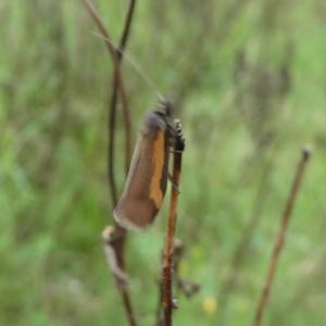 Philobota chrysopotama at Googong, NSW - suppressed