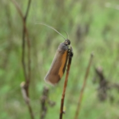 Philobota chrysopotama at Googong, NSW - suppressed