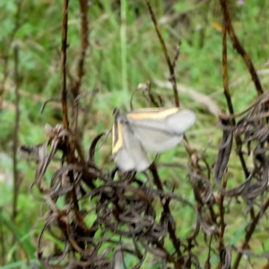 Philobota chrysopotama at Googong, NSW - suppressed