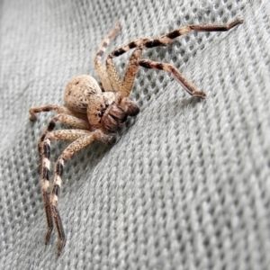 Neosparassus sp. (genus) at Crooked Corner, NSW - 23 Oct 2022