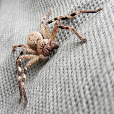 Neosparassus sp. (genus) (Unidentified Badge huntsman) at Crooked Corner, NSW - 23 Oct 2022 by Milly