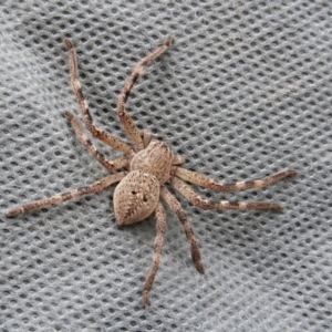 Neosparassus sp. (genus) at Crooked Corner, NSW - 23 Oct 2022