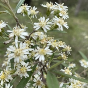 Olearia lirata at Bungonia, NSW - 18 Oct 2022