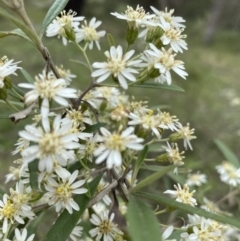 Olearia lirata (Snowy Daisybush) at Bungonia, NSW - 18 Oct 2022 by GlossyGal