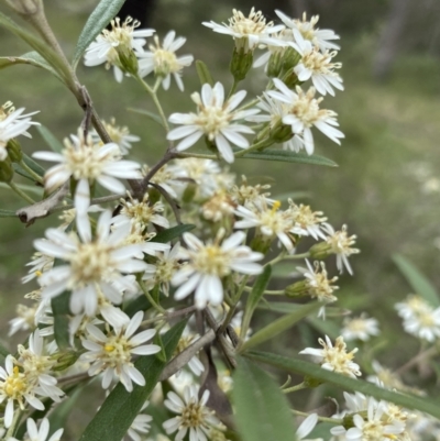 Olearia lirata (Snowy Daisybush) at Bungonia National Park - 18 Oct 2022 by GlossyGal