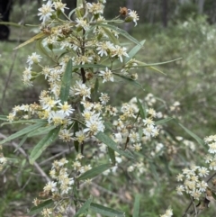 Olearia lirata at Bungonia, NSW - 18 Oct 2022