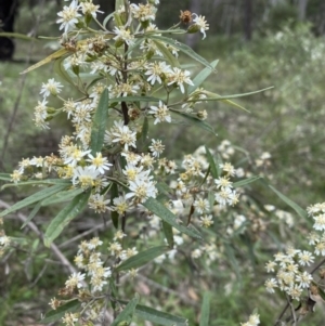 Olearia lirata at Bungonia, NSW - 18 Oct 2022