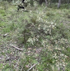 Olearia lirata at Bungonia, NSW - 18 Oct 2022