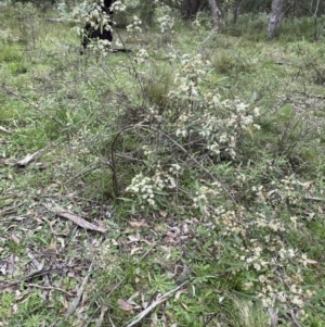 Olearia lirata at Bungonia, NSW - 18 Oct 2022