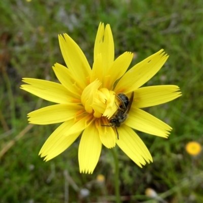 Lasioglossum (Chilalictus) lanarium (Halictid bee) at Googong, NSW - 23 Oct 2022 by Wandiyali