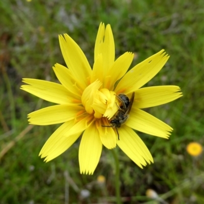 Lasioglossum (Chilalictus) lanarium (Halictid bee) at Googong, NSW - 24 Oct 2022 by Wandiyali