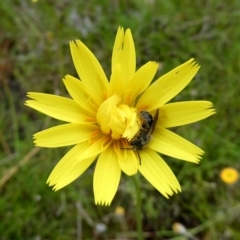 Lasioglossum (Chilalictus) lanarium (Halictid bee) at Googong, NSW - 23 Oct 2022 by Wandiyali