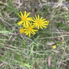 Senecio madagascariensis (Madagascan Fireweed, Fireweed) at Bungonia National Park - 18 Oct 2022 by GlossyGal