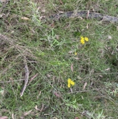 Senecio madagascariensis at Bungonia, NSW - 18 Oct 2022