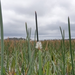 Eleocharis (genus) (Spike-rush) at Breadalbane, NSW - 23 Oct 2022 by gregbaines