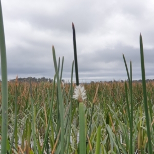 Eleocharis sp. at Breadalbane, NSW - 23 Oct 2022