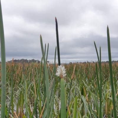 Eleocharis (genus) (Spike-rush) at Breadalbane, NSW - 23 Oct 2022 by gregbaines