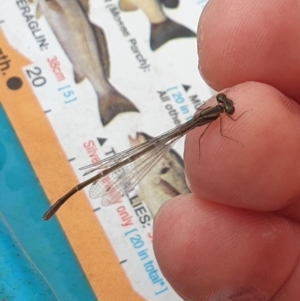 Xanthagrion erythroneurum at Breadalbane, NSW - 23 Oct 2022