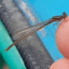 Xanthagrion erythroneurum at Breadalbane, NSW - 23 Oct 2022