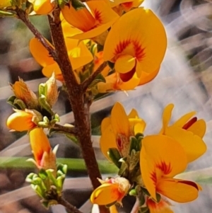 Pultenaea microphylla at Gundaroo, NSW - 17 Oct 2022 04:56 PM