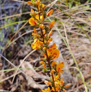 Pultenaea microphylla at Gundaroo, NSW - 17 Oct 2022