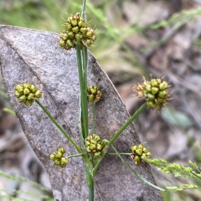 Luzula densiflora (Dense Wood-rush) at Mount Jerrabomberra - 23 Oct 2022 by Steve_Bok