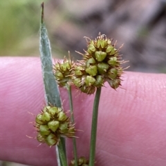 Luzula densiflora at Jerrabomberra, NSW - 23 Oct 2022