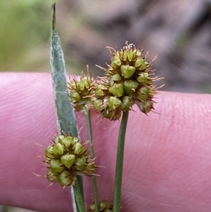 Luzula densiflora at Jerrabomberra, NSW - 23 Oct 2022