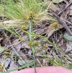 Luzula densiflora at Jerrabomberra, NSW - 23 Oct 2022