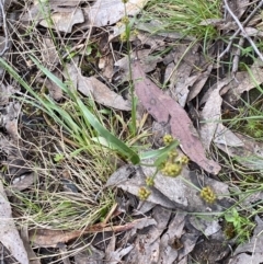 Luzula densiflora at Jerrabomberra, NSW - 23 Oct 2022