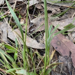 Luzula densiflora at Jerrabomberra, NSW - 23 Oct 2022