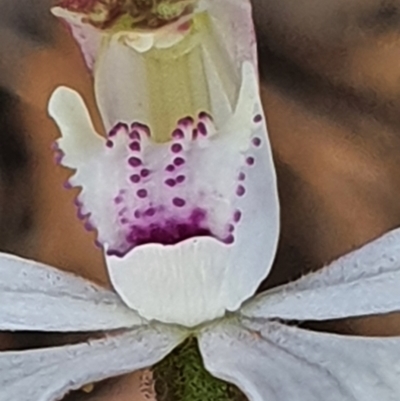 Caladenia moschata (Musky Caps) at Gundaroo, NSW - 17 Oct 2022 by Gunyijan