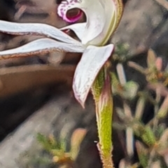 Caladenia moschata at Gundaroo, NSW - 17 Oct 2022