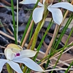 Caladenia moschata (Musky Caps) at Gundaroo, NSW - 17 Oct 2022 by Gunyijan