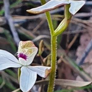 Caladenia moschata at Gundaroo, NSW - 17 Oct 2022