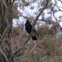 Gymnorhina tibicen (Australian Magpie) at Mount Taylor - 23 Oct 2022 by MatthewFrawley