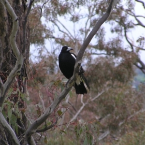 Gymnorhina tibicen at Kambah, ACT - 23 Oct 2022