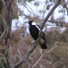 Gymnorhina tibicen at Kambah, ACT - 23 Oct 2022