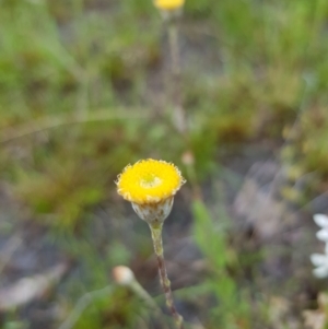 Leptorhynchos squamatus at Kambah, ACT - 23 Oct 2022