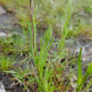 Leptorhynchos squamatus at Kambah, ACT - 23 Oct 2022