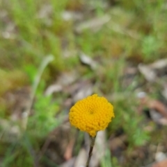 Leptorhynchos squamatus at Kambah, ACT - 23 Oct 2022