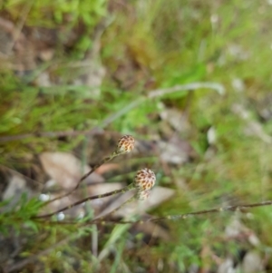 Leptorhynchos squamatus at Kambah, ACT - 23 Oct 2022