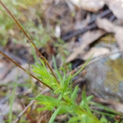 Leptorhynchos squamatus at Kambah, ACT - 23 Oct 2022