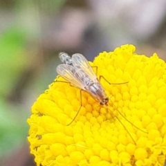 Chironomidae (family) (Non-biting Midge) at Mount Taylor - 23 Oct 2022 by MatthewFrawley