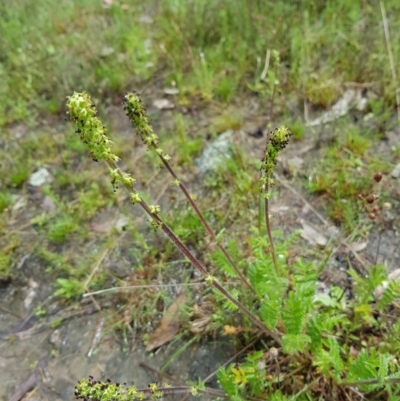 Acaena x ovina (Sheep's Burr) at Mount Taylor - 23 Oct 2022 by MatthewFrawley